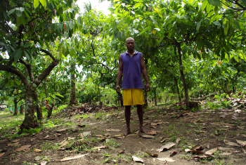 Cocoa farm, Solomon Islands