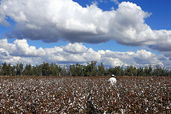 Cotton picker