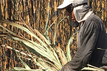 Sugar cane harvesting